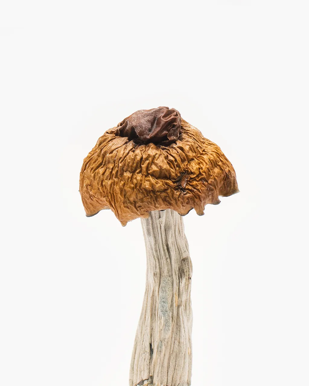 king kong magic mushrooms king kong magic mushrooms