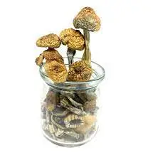 koh samui magic mushrooms