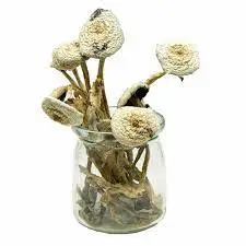 averys albino magic mushrooms
