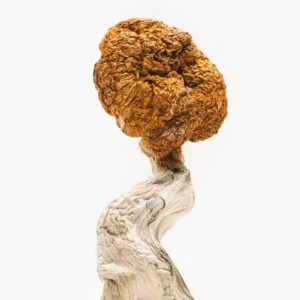 Home blue troops mushroom