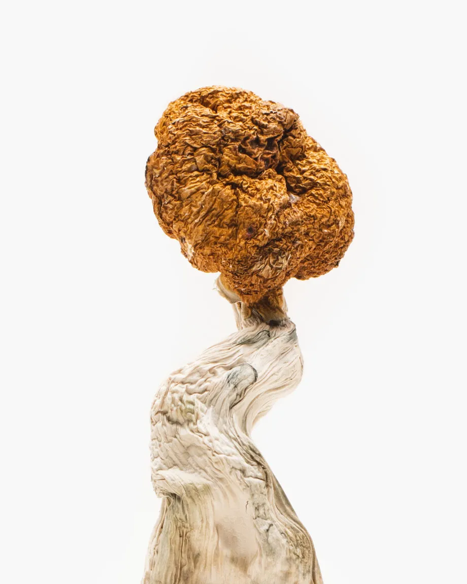 blue troops mushroom blue troops mushroom