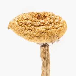 burmese dream magic mushroom