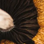 blue troops mushroom blue troops mushroom