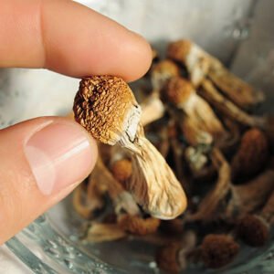 istockphoto 2213809489 612x612